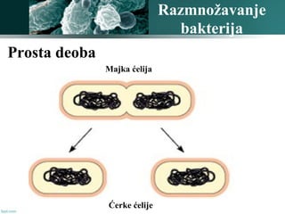 Razmnožavanje
bakterija
Prosta deoba
Majka ćelija
Ćerke ćelije
 