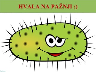 Uloga u prirodi i
značaj za čoveka

Razlažu uginule organizme

Grade simbiozu sa korenom nekih biljaka

U prehrambenoj industriji
 