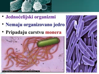  Jednoćelijski organizmi
 Nemaju organizovano jedro
 Pripadaju carstvu monera
 