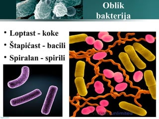 Oblik
bakterija

Loptast - koke

Štapićast - bacili

Spiralan - spirili
 