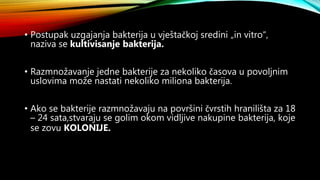 Bakterijske kolonije | PPT