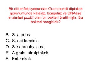 Bir cilt enfeksiyonundan Gram pozitif diplokok görünümünde katalaz, koagülaz ve DNAase enzimleri pozitif olan bir bakteri üretilmiştir. Bu bakteri hangisidir? S. aureus S. epidermidis S. saprophyticus A grubu stretptokok Enterokok 