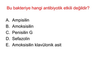 Bu bakteriye hangi antibiyotik etkili değildir? Ampisilin Amoksisilin Penisilin G Sefazolin Amoksisilin klavülonik asit 