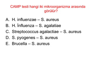 CAMP testi hangi iki mikroorganizma arasında görülür? H. influenzae – S. aureus H. İnfluenza – S. agalatiae Streptococcus agalactiae – S. aureus S. pyogenes – S. aureus Brucella – S. aureus 