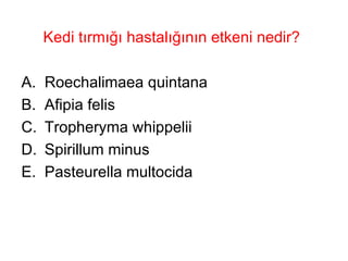Kedi tırmığı hastalığının etkeni nedir? Roechalimaea quintana Afipia felis Tropheryma whippelii Spirillum minus Pasteurella multocida 