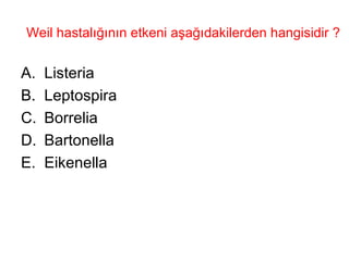 Weil hastalığının etkeni aşağıdakilerden hangisidir ? Listeria Leptospira   Borrelia  Bartonella Eikenella 