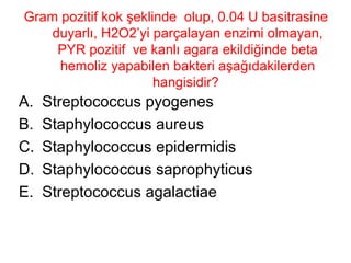 Gram pozitif kok şeklinde  olup, 0.04 U basitrasine duyarlı, H2O2’yi parçalayan enzimi olmayan, PYR pozitif  ve kanlı agara ekildiğinde beta hemoliz yapabilen bakteri aşağıdakilerden hangisidir?  Streptococcus pyogenes Staphylococcus aureus Staphylococcus epidermidis Staphylococcus saprophyticus Streptococcus agalactiae 