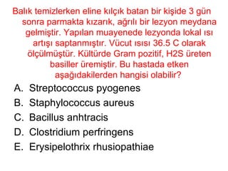 Balık temizlerken eline kılçık batan bir kişide 3 gün sonra parmakta kızarık, ağrılı bir lezyon meydana gelmiştir. Yapılan muayenede lezyonda lokal ısı artışı saptanmıştır. Vücut ısısı 36.5 C olarak ölçülmüştür. Kültürde Gram pozitif, H2S üreten basiller üremiştir. Bu hastada etken aşağıdakilerden hangisi olabilir?  Streptococcus pyogenes Staphylococcus aureus Bacillus anhtracis Clostridium perfringens Erysipelothrix rhusiopathiae 