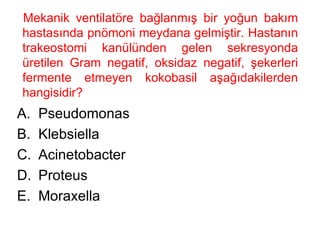 Mekanik ventilatöre bağlanmış bir yoğun bakım hastasında pnömoni meydana gelmiştir. Hastanın trakeostomi kanülünden gelen sekresyonda üretilen Gram negatif, oksidaz negatif, şekerleri fermente etmeyen kokobasil aşağıdakilerden hangisidir? Pseudomonas  Klebsiella Acinetobacter Proteus Moraxella 