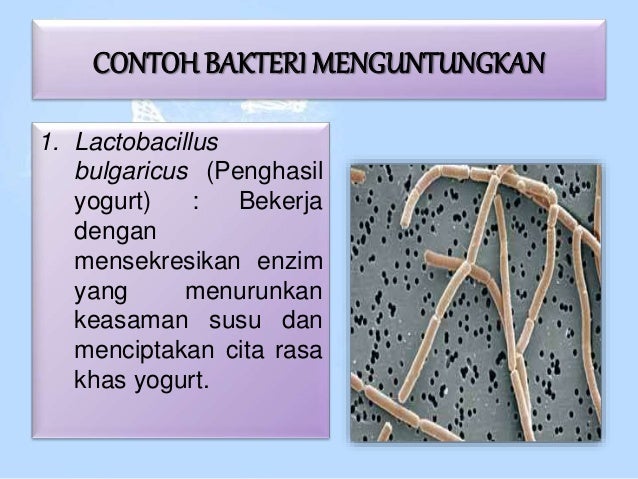 Ciri Ciri Bakteri Lactobacillus Bulgaricus Sekali