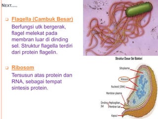 NEXT.....
 Flagella (Cambuk Besar)
Berfungsi utk bergerak,
flagel melekat pada
membran luar di dinding
sel. Struktur flagella terdiri
dari protein flagelin.
 Ribosom
Tersusun atas protein dan
RNA, sebagai tempat
sintesis protein.
 