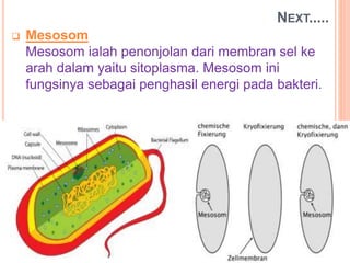 NEXT.....
 Mesosom
Mesosom ialah penonjolan dari membran sel ke
arah dalam yaitu sitoplasma. Mesosom ini
fungsinya sebagai penghasil energi pada bakteri.
 