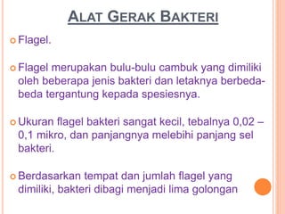 ALAT GERAK BAKTERI
 Flagel.
 Flagel merupakan bulu-bulu cambuk yang dimiliki
oleh beberapa jenis bakteri dan letaknya berbeda-
beda tergantung kepada spesiesnya.
 Ukuran flagel bakteri sangat kecil, tebalnya 0,02 –
0,1 mikro, dan panjangnya melebihi panjang sel
bakteri.
 Berdasarkan tempat dan jumlah flagel yang
dimiliki, bakteri dibagi menjadi lima golongan
 