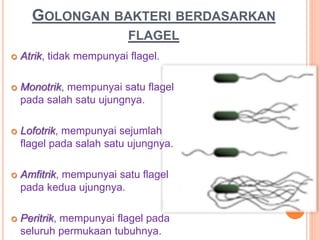 GOLONGAN BAKTERI BERDASARKAN
FLAGEL
 Atrik, tidak mempunyai flagel.
 Monotrik, mempunyai satu flagel
pada salah satu ujungnya.
 Lofotrik, mempunyai sejumlah
flagel pada salah satu ujungnya.
 Amfitrik, mempunyai satu flagel
pada kedua ujungnya.
 Peritrik, mempunyai flagel pada
seluruh permukaan tubuhnya.
 