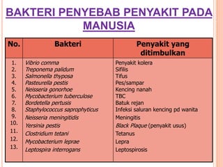 BAKTERI PENYEBAB PENYAKIT PADA
MANUSIA
No. Bakteri Penyakit yang
ditimbulkan
1.
2.
3.
4.
5.
6.
7.
8.
9.
10.
11.
12.
13.
Vibrio comma
Treponema palidum
Salmonella thyposa
Pasteurella pestis
Neisseria gonorhoe
Mycobacterium tuberculose
Bordetella pertusis
Staphylococcus saprophyticus
Neisseria meningitidis
Yersinia pestis
Clostridium tetani
Mycobacterium leprae
Leptospira interrogans
Penyakit kolera
Sifilis
Tifus
Pes/sampar
Kencing nanah
TBC
Batuk rejan
Infeksi saluran kencing pd wanita
Meningitis
Black Plaque (penyakit usus)
Tetanus
Lepra
Leptospirosis
 