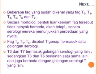  Beberapa fag yang sudah dikenal yaitu fag T2, T3,
T4, T5, T6, dan T7,.
 Secara morfologi bentuk luar keenam fag tersebut
tidak banyak berbeda, akan tetapi , secara
serologi mereka menunjukkan perbedaan yang
nyata.
 Fag T2, T4, T6, disebut T genap, termasuk satu
golongan serologi.
 T3 dan T7 termasuk golongan serologi yang lain ,
sedangkan T3 dan T5 berlainan satu sama lain
dan juga berbeda dengan golongan serologi T
yang lain.
NEXT.....
 