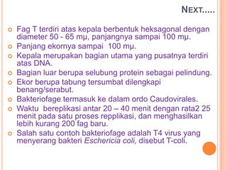 Fag T terdiri atas kepala berbentuk heksagonal dengan
diameter 50 - 65 mµ, panjangnya sampai 100 mµ.
 Panjang ekornya sampai 100 mµ.
 Kepala merupakan bagian utama yang pusatnya terdiri
atas DNA.
 Bagian luar berupa selubung protein sebagai pelindung.
 Ekor berupa tabung tersumbat dilengkapi
benang/serabut.
 Bakteriofage termasuk ke dalam ordo Caudovirales.
 Waktu bereplikasi antar 20 – 40 menit dengan rata2 25
menit pada satu proses repplikasi, dan menghasilkan
lebih kurang 200 fag baru.
 Salah satu contoh bakteriofage adalah T4 virus yang
menyerang bakteri Eschericia coli, disebut T-coli.
NEXT.....
 