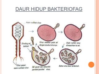 DAUR HIDUP BAKTERIOFAG
 