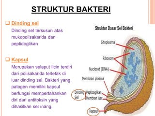 STRUKTUR BAKTERI
 Dinding sel
Dinding sel tersusun atas
mukopolisakarida dan
peptidoglikan
 Kapsul
Merupakan selaput licin terdiri
dari polisakarida terletak di
luar dinding sel. Bakteri yang
patogen memiliki kapsul
berfungsi mempertahankan
diri dari antitoksin yang
dihasilkan sel inang.
 