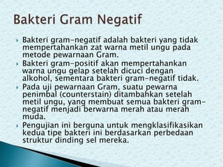 







Bakteri gram-negatif adalah bakteri yang tidak
mempertahankan zat warna metil ungu pada
metode pewarnaan Gram.
Bakteri gram-positif akan mempertahankan
warna ungu gelap setelah dicuci dengan
alkohol, sementara bakteri gram-negatif tidak.
Pada uji pewarnaan Gram, suatu pewarna
penimbal (counterstain) ditambahkan setelah
metil ungu, yang membuat semua bakteri gramnegatif menjadi berwarna merah atau merah
muda.
Pengujian ini berguna untuk mengklasifikasikan
kedua tipe bakteri ini berdasarkan perbedaan
struktur dinding sel mereka.

 