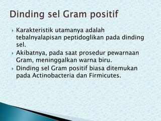 





Karakteristik utamanya adalah
tebalnyalapisan peptidoglikan pada dinding
sel.
Akibatnya, pada saat prosedur pewarnaan
Gram, meninggalkan warna biru.
Dinding sel Gram positif biasa ditemukan
pada Actinobacteria dan Firmicutes.

 
