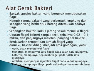 






Banyak spesies bakteri yang bergerak menggunakan
flagel.
Hampir semua bakteri yang berbentuk lengkung dan
sebagian yang berbentuk batang ditemukan adanya
flagel.
Sedangkan bakteri kokus jarang sekali memiliki flagel.
Ukuran flagel bakteri sangat kecil, tebalnya 0,02 – 0,1
mikro, dan panjangnya melebihi panjang sel bakteri.
Berdasarkan tempat dan jumlah flagel yang
dimiliki, bakteri dibagi menjadi lima golongan, yaitu:

◦ Atrik, tidak mempunyai flagel.
◦ Monotrik, mempunyai satu flagel pada salah satu ujungnya.
◦ Lofotrik, mempunyai sejumlah flagel pada salah satu
ujungnya.
◦ Amfitrik, mempunyai sejumlah flagel pada kedua ujungnya.
◦ Peritrik, mempunyai flagel pada seluruh permukaan tubuhnya.

 