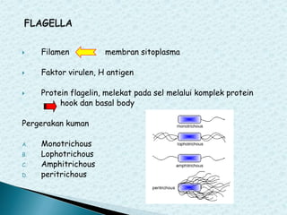 

Filamen



Faktor virulen, H antigen



Protein flagelin, melekat pada sel melalui komplek protein
hook dan basal body

Pergerakan kuman
A.
B.
C.
D.

membran sitoplasma

Monotrichous
Lophotrichous
Amphitrichous
peritrichous

 