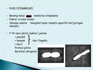 







PHILI (FIMBRIAE)
Benang halus
membran sitoplasma
Faktor virulen utama
Sebagai adesin mengikat pada resepto spesifik sel/jaringan
manusia

F fili (sex phili): bakteri jantan
> pendek
> banyak
dari flagella
> kecil
Protein philin
Bersifat antigenik

 