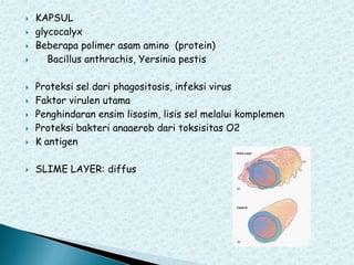 




KAPSUL
glycocalyx
Beberapa polimer asam amino (protein)
Bacillus anthrachis, Yersinia pestis



Proteksi sel dari phagositosis, infeksi virus
Faktor virulen utama
Penghindaran ensim lisosim, lisis sel melalui komplemen
Proteksi bakteri anaaerob dari toksisitas O2
K antigen



SLIME LAYER: diffus






 