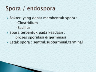 





Bakteri yang dapat membentuk spora :
-Clostridium
-Bacillus
Spora terbentuk pada keadaan :
proses sporulasi & germinasi
Letak spora : sentral,subterminal,terminal

 