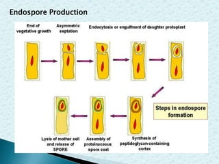Endospore Production

 