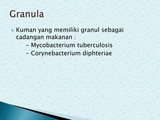 

Kuman yang memiliki granul sebagai
cadangan makanan :
- Mycobacterium tuberculosis
- Corynebacterium diphteriae

 