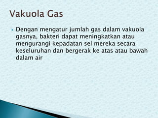 

Dengan mengatur jumlah gas dalam vakuola
gasnya, bakteri dapat meningkatkan atau
mengurangi kepadatan sel mereka secara
keseluruhan dan bergerak ke atas atau bawah
dalam air

 