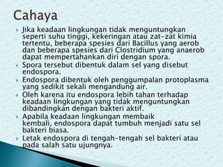 










Jika keadaan lingkungan tidak menguntungkan
seperti suhu tinggi, kekeringan atau zat-zat kimia
tertentu, beberapa spesies dari Bacillus yang aerob
dan beberapa spesies dari Clostridium yang anaerob
dapat mempertahankan diri dengan spora.
Spora tersebut dibentuk dalam sel yang disebut
endospora.
Endospora dibentuk oleh penggumpalan protoplasma
yang sedikit sekali mengandung air.
Oleh karena itu endospora lebih tahan terhadap
keadaan lingkungan yang tidak menguntungkan
dibandingkan dengan bakteri aktif.
Apabila keadaan lingkungan membaik
kembali, endospora dapat tumbuh menjadi satu sel
bakteri biasa.
Letak endospora di tengah-tengah sel bakteri atau
pada salah satu ujungnya.

 