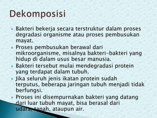 








Bakteri bekerja secara terstruktur dalam proses
degradasi organisme atau proses pembusukan
mayat.
Proses pembusukan berawal dari
mikroorganisme, misalnya bakteri-bakteri yang
hidup di dalam usus besar manusia.
Bakteri tersebut mulai mendegradasi protein
yang terdapat dalam tubuh.
Jika seluruh jenis ikatan protein sudah
terputus, beberapa jaringan tubuh menjadi tidak
berfungsi.
Proses ini disempurnakan bakteri yang datang
dari luar tubuh mayat, bisa berasal dari
udara, tanah, ataupun air.

 