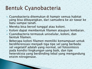 






Cyanobacteria ditemukan di hampir semua habitat
yang bisa dibayangkan, dari samudera ke air tawar ke
batu sampai tanah.
Mereka bisa bersel tunggal atau koloni.
Koloni dapat membentuk filamen ataupun lembaran.
Cyanobacteria termasuk uniselular, koloni, dan
bentuk filamen.
Beberapa koloni filamen memiliki kemampuan untuk
berdiferensiasi menjadi tiga tipe sel yang berbeda:
sel vegetatif adalah yang normal, sel fotosintesis
pada kondisi lingkungan yang baik, dan tipe
heterokista yang berdinding tebal yang mengandung
enzim nitrogenase.

 
