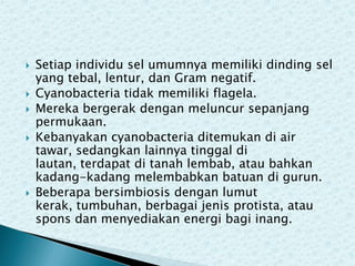 







Setiap individu sel umumnya memiliki dinding sel
yang tebal, lentur, dan Gram negatif.
Cyanobacteria tidak memiliki flagela.
Mereka bergerak dengan meluncur sepanjang
permukaan.
Kebanyakan cyanobacteria ditemukan di air
tawar, sedangkan lainnya tinggal di
lautan, terdapat di tanah lembab, atau bahkan
kadang-kadang melembabkan batuan di gurun.
Beberapa bersimbiosis dengan lumut
kerak, tumbuhan, berbagai jenis protista, atau
spons dan menyediakan energi bagi inang.

 
