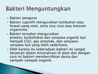 






Bakteri pengurai
Bakteri saprofit menguraikan tumbuhan atau
hewan yang mati, serta sisa-sisa atau kotoran
organisme.
Bakteri tersebut menguraikan
protein, karbohidrat dan senyawa organik lain
menjadi CO2, gas amoniak, dan senyawasenyawa lain yang lebih sederhana.
Oleh karena itu keberadaan bakteri ini sangat
berperan dalam mineralisasi di alam dan dengan
cara ini bakteri membersihkan dunia dari
sampah-sampah organik.

 