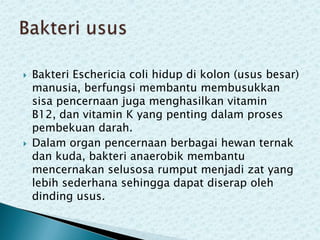 



Bakteri Eschericia coli hidup di kolon (usus besar)
manusia, berfungsi membantu membusukkan
sisa pencernaan juga menghasilkan vitamin
B12, dan vitamin K yang penting dalam proses
pembekuan darah.
Dalam organ pencernaan berbagai hewan ternak
dan kuda, bakteri anaerobik membantu
mencernakan selusosa rumput menjadi zat yang
lebih sederhana sehingga dapat diserap oleh
dinding usus.

 