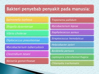 Bakteri penyebab penyakit pada manusia:
Salmonella typhosa

Treponema pallidum

Shigella dysenteriae

Mycobacterium leprae

Vibrio cholerae

Staphylococcus aureus

Diplococcus pneumoniae
Mycobacterium tuberculosis
Clostridium tetani
Neiseria gonorrhoeae

Streptococcus hemolyticus
Helycobacter pylori
Bordetella pertusis
Leptospira icterohemorrhagica
Chlamydia trachomatis

 