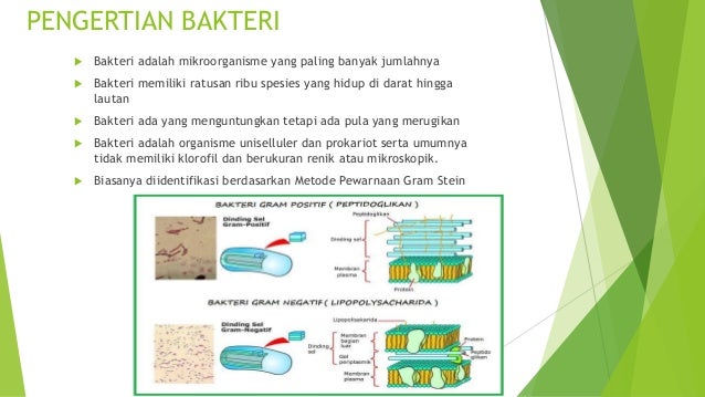 Bakteri Staphylococcus Aureus