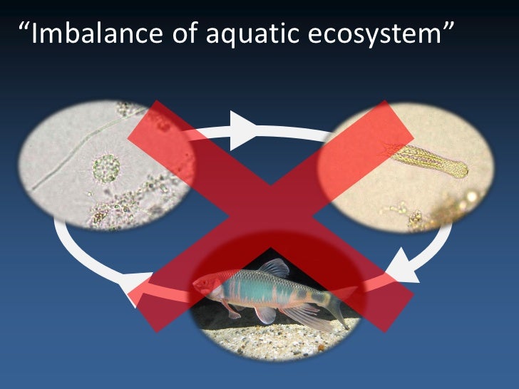 solution of ecological imbalance Centre of human excellence racial discrimination and solution ecological imbalance and solution political upheavals and solution cultural inequality and solution. solution of ecological imbalance Centre of human excellence racial discrimination and solution ecological imbalance and solution political upheavals and solution cultural inequality and solution.