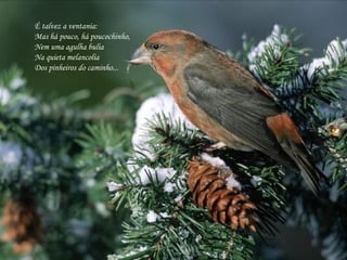 É talvez a ventania:  Mas há pouco, há poucochinho,  Nem uma agulha bulia  Na quieta melancolia  Dos pinheiros do caminho...  