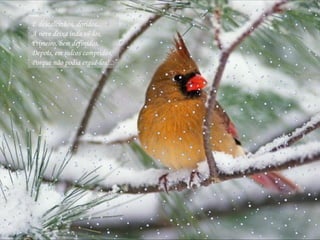 E descalcinhos, doridos...  A neve deixa inda vê-los,  Primeiro, bem definidos,  Depois, em sulcos compridos,  Porque não podia erguê-los!...  