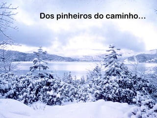 Dos pinheiros do caminho…
 