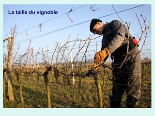La taille du vignoble

 