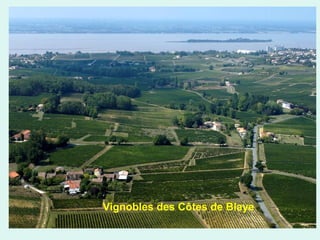 Vignobles des Côtes de Blaye

 