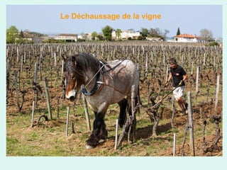 Le Déchaussage de la vigne

 