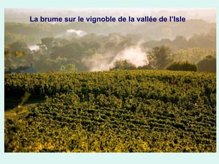 La brume sur le vignoble de la vallée de l’Isle

 