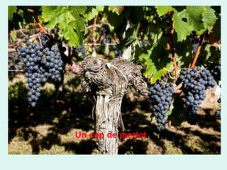 Un cep de merlot

 